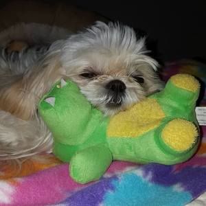 Meet your Posher, Dianne